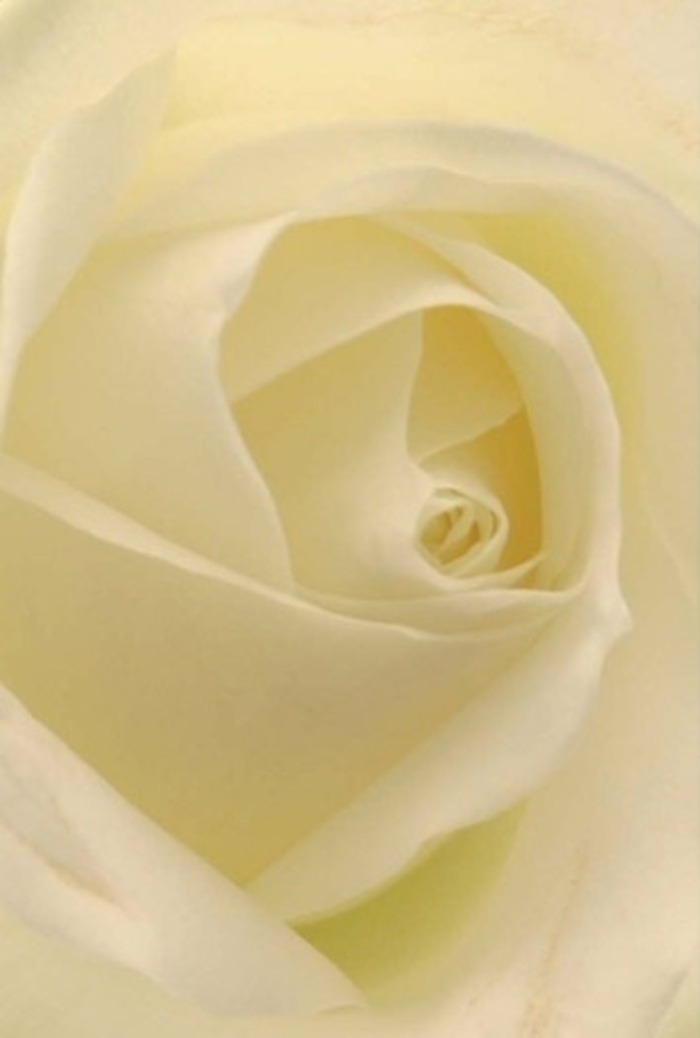 Viewed up close, this classic cream-white rose reveals an intricate interplay of softness and depth within every petal. The arrangement is a study in tranquility, its layers of white, ivory, and subtle cream blending seamlessly, illuminated by gentle natural light much like that filtering through the treetops in Morden Hall Park. The bloom's heart forms a near-perfect spiral, suggesting purity and a quiet strength that suits significant occasions-a romantic anniversary, an apology spoken from the heart, or a centrepiece gracing an elegant wedding in Morden. The petals, at once feather-light and resilient, radiate serenity; their translucent edges glow, hinting at the rose's almost ethereal presence. This flower embodies the thoughtful artistry of local florists, with scents recalling a fresh morning stroll through Surrey arms and familiar Morden lanes. Its poised beauty ensures it is always appropriate-no matter the emotion to be conveyed, the rose stands as a timeless messenger of sentiment and sophistication.